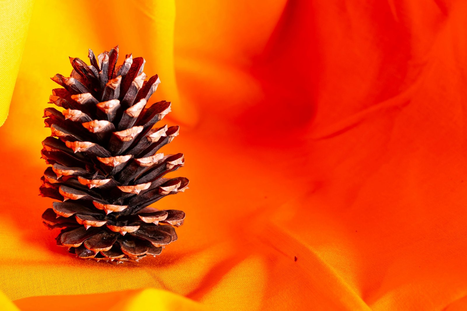 A pine cone sitting on top of an orange flower